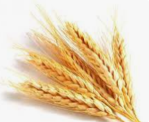 Barley is an annual, biennial and perennial plant 198-034-5616