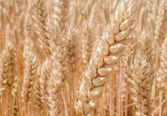 Winter wheat is a grain crop that is characterized by the nutritional value of its grains and yield 136-010-0218
